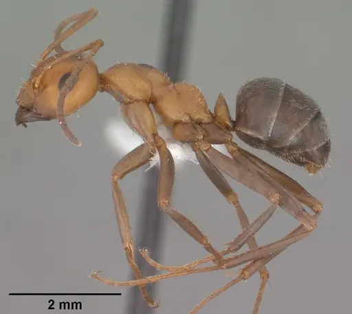 Formica densiventris - CASENT0102794