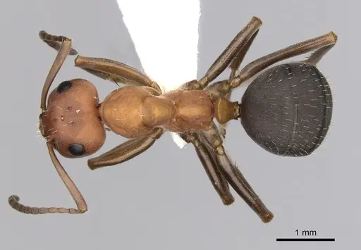 Formica densiventris - CASENT0280413