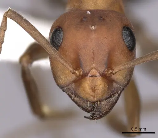 Formica densiventris - CASENT0280413