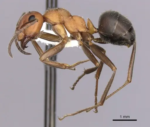 Formica densiventris - CASENT0280413