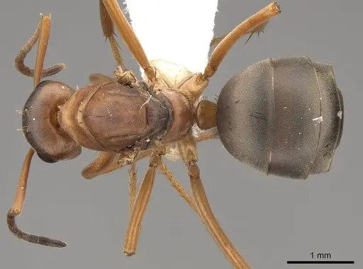 Formica densiventris - CASENT0843727