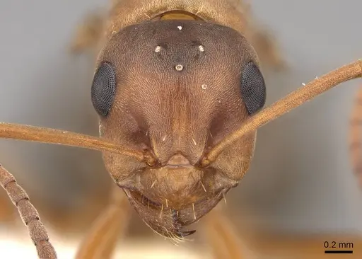 Formica densiventris - CASENT0843727