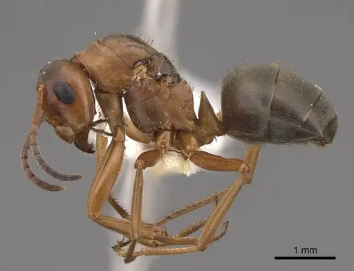 Formica densiventris - CASENT0843727