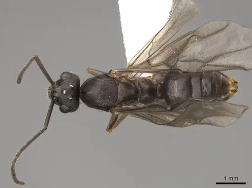 Formica densiventris - CASENT0843728