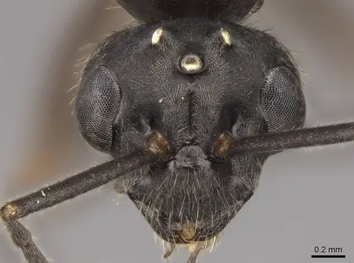 Formica densiventris - CASENT0843728