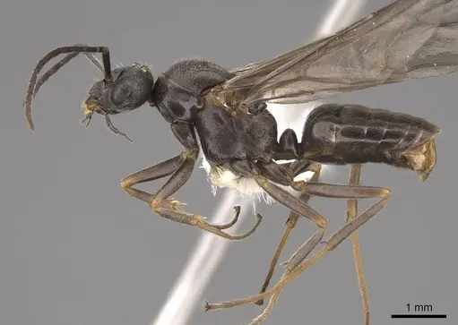 Formica densiventris - CASENT0843728