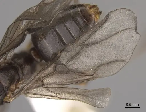 Formica densiventris - CASENT0843728