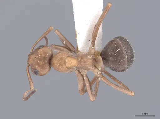 Formica densiventris - FMNHINS0000046400