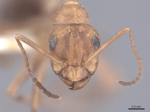 Formica densiventris - FMNHINS0000046400