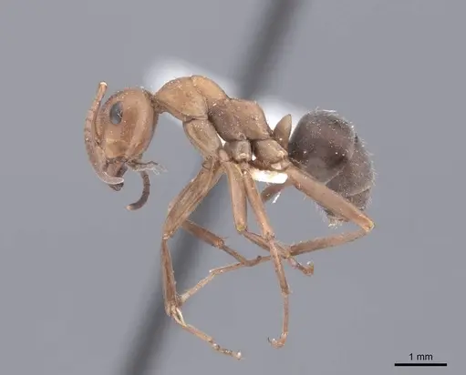 Formica densiventris - FMNHINS0000046400