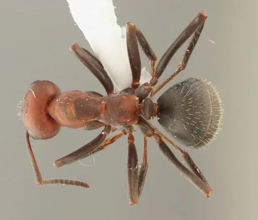 Formica densiventris - WRME536010