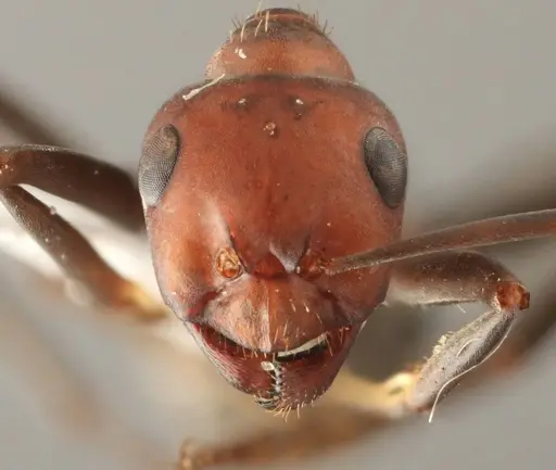 Formica densiventris - WRME536010