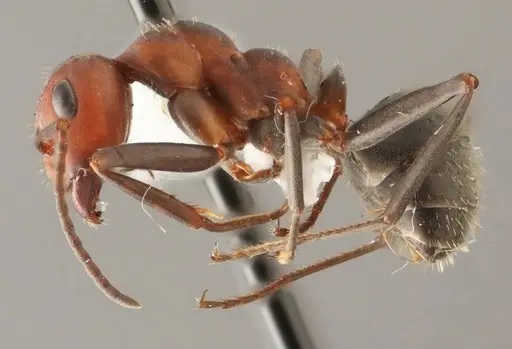 Formica densiventris - WRME536010