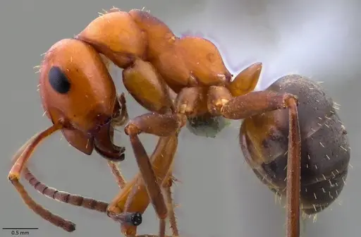 Formica difficilis specimen