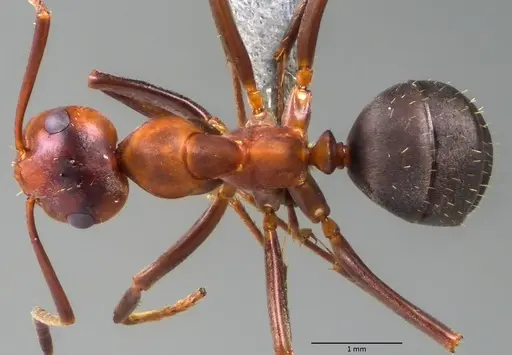 Formica difficilis - ANTWEB1060061