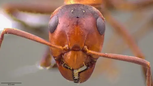 Formica difficilis - ANTWEB1060061