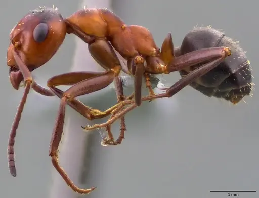 Formica difficilis - ANTWEB1060061