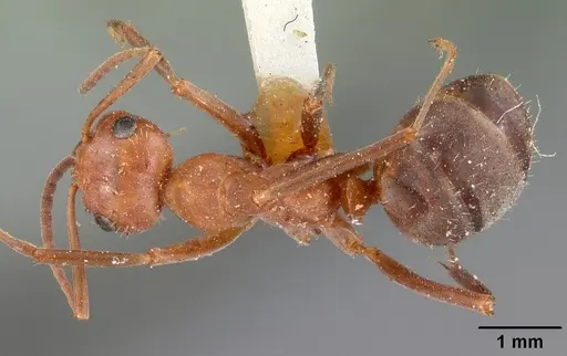 Formica difficilis - CASENT0102161