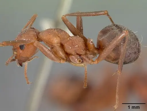 Formica difficilis - CASENT0102161
