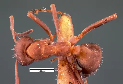 Formica difficilis - CASENT0105549