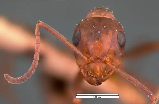 Formica difficilis - CASENT0105549