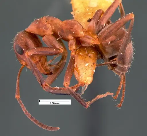 Formica difficilis - CASENT0105549