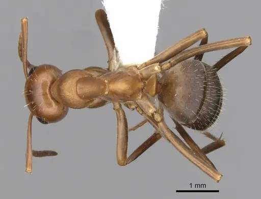 Formica difficilis - CASENT0280414