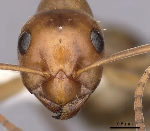 Formica difficilis - CASENT0280414