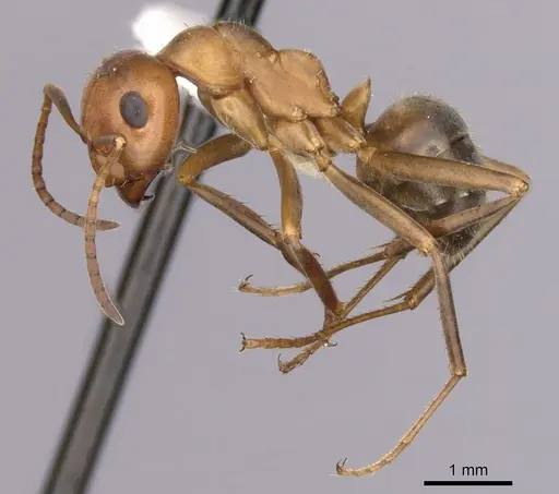 Formica difficilis - CASENT0280414