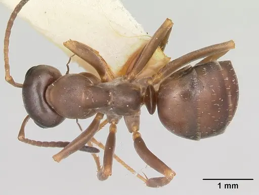 Formica dirksi specimen