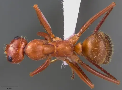 Formica dolosa specimen