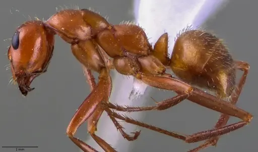Formica dolosa specimen