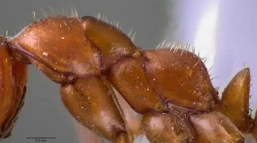 Formica dolosa - ANTWEB1041598