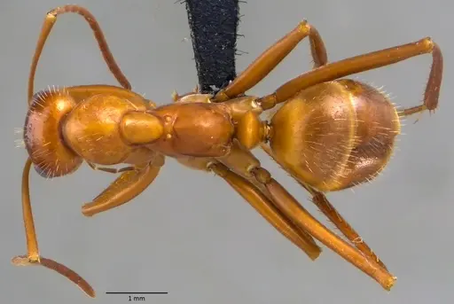 Formica dolosa - ANTWEB1060069