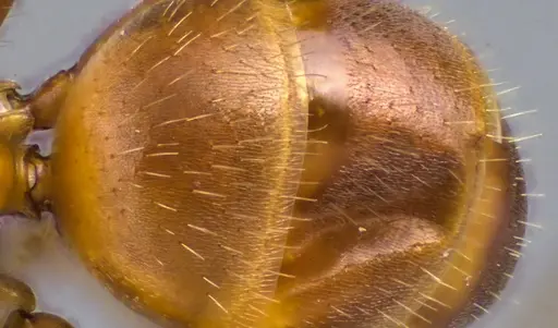 Formica dolosa - ANTWEB1060069