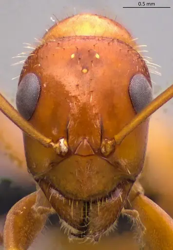 Formica dolosa - ANTWEB1060069