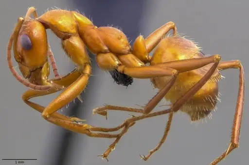 Formica dolosa - ANTWEB1060069