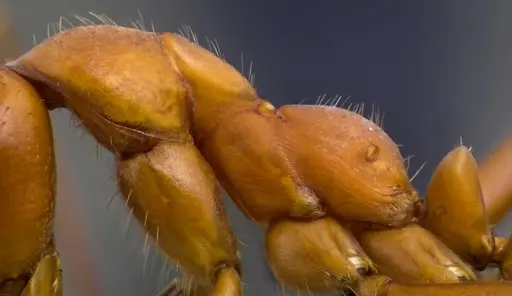 Formica dolosa - ANTWEB1060069