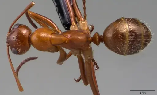 Formica dolosa - ANTWEB1060117