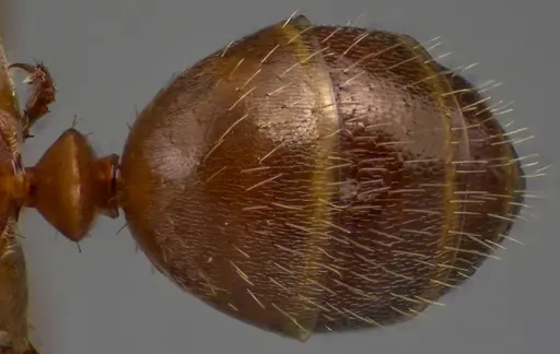 Formica dolosa - ANTWEB1060117