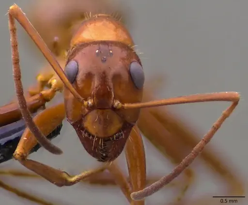 Formica dolosa - ANTWEB1060117