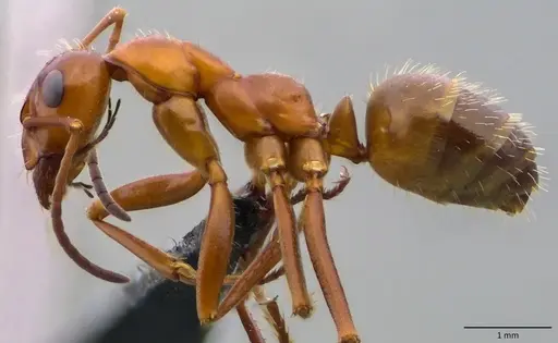 Formica dolosa - ANTWEB1060117