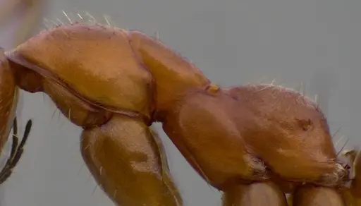 Formica dolosa - ANTWEB1060117