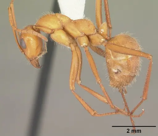 Formica dolosa - CASENT0103933