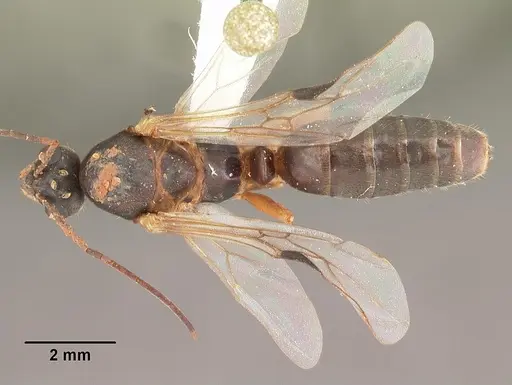 Formica dolosa - CASENT0103936