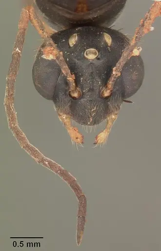 Formica dolosa - CASENT0103936