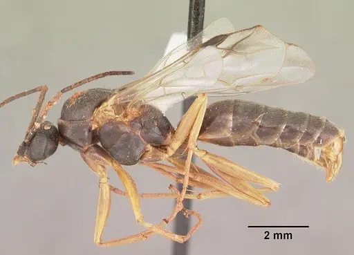 Formica dolosa - CASENT0103936