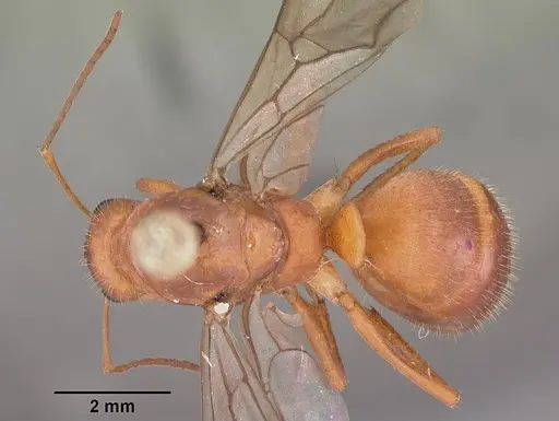 Formica dolosa - CASENT0103938