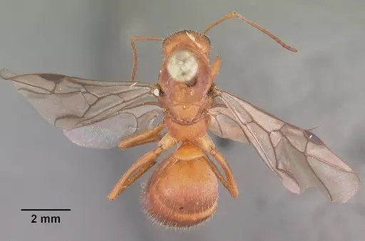 Formica dolosa - CASENT0103938