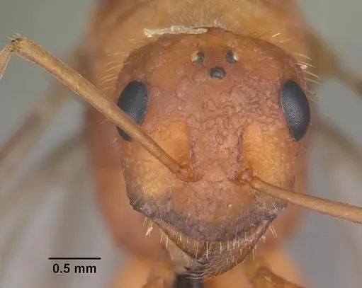 Formica dolosa - CASENT0103938